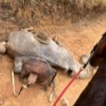 Suspeito de mutilar cavalo vivo em Bananal está sendo investigado pela Polícia Civil