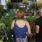 Tradição e fé impulsionam busca por banhos e ervas no fim de ano