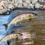 Regras que pescador precisa observar com o fim da piracema