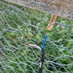 Tragédia em Niquelândia: criança de 7 anos morre após sofrer choque elétrico em cerca improvisada