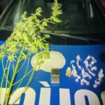 Polícia Militar encontra pé de maconha e drogas durante abordagem na Vila Mutirão, em Niquelândia