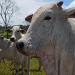 Goiás deve movimentar R$ 23,7 bilhões com bovinocultura em 2026