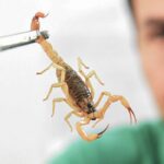 Crianças são mais vulneráveis a envenenamento por picada de escorpião Crianças são mais vulneráveis a envenenamento por picada de escorpião