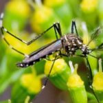 Goiás mobiliza para o combate ao mosquito da dengue, zika e chikungunya Goiás mobiliza para o combate ao mosquito da dengue, zika e chikungunya